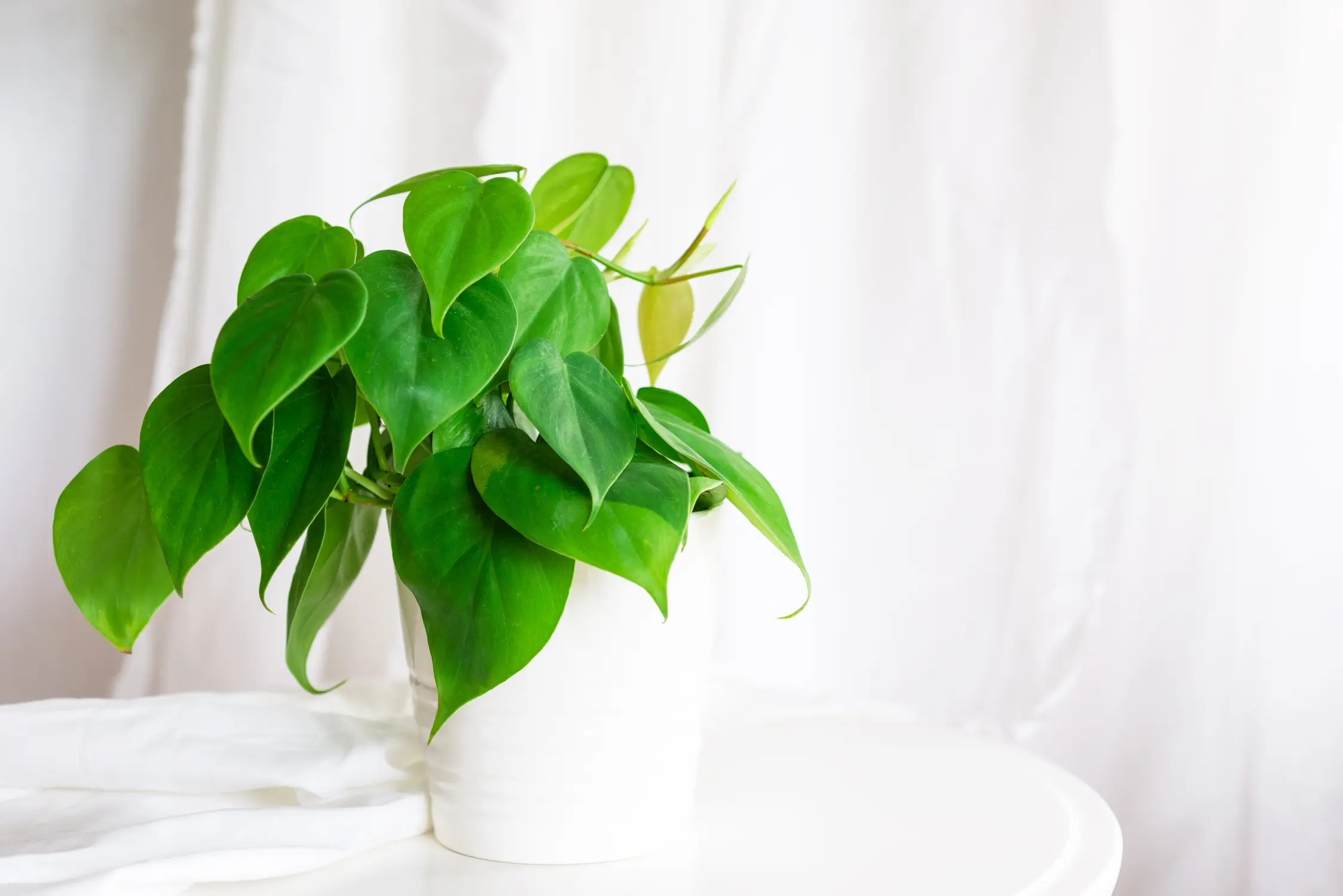 Heartleaf Philodendron Plant